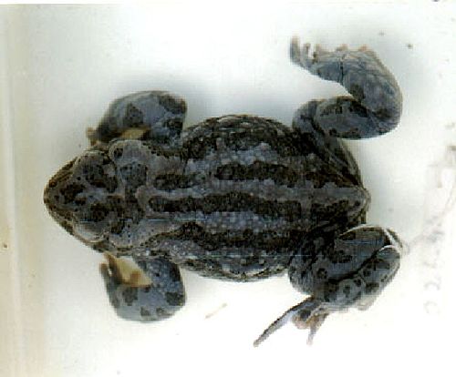 Bufo latastii